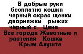 В добрые руки бесплатно,кошка,2.5черный окрас,щенки дворняжки,3 рыжих 1 чёрный,с › Цена ­ - - Все города Животные и растения » Кошки   . Крым,Алушта